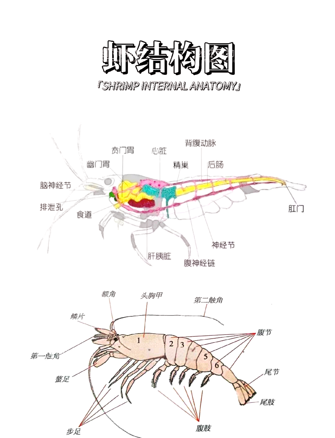 虾的骨骼图图片