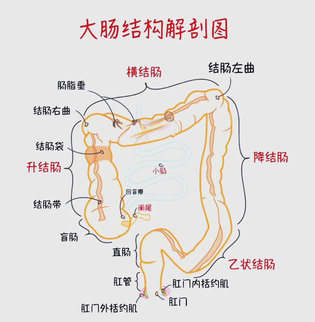 胃肠结构图解图片