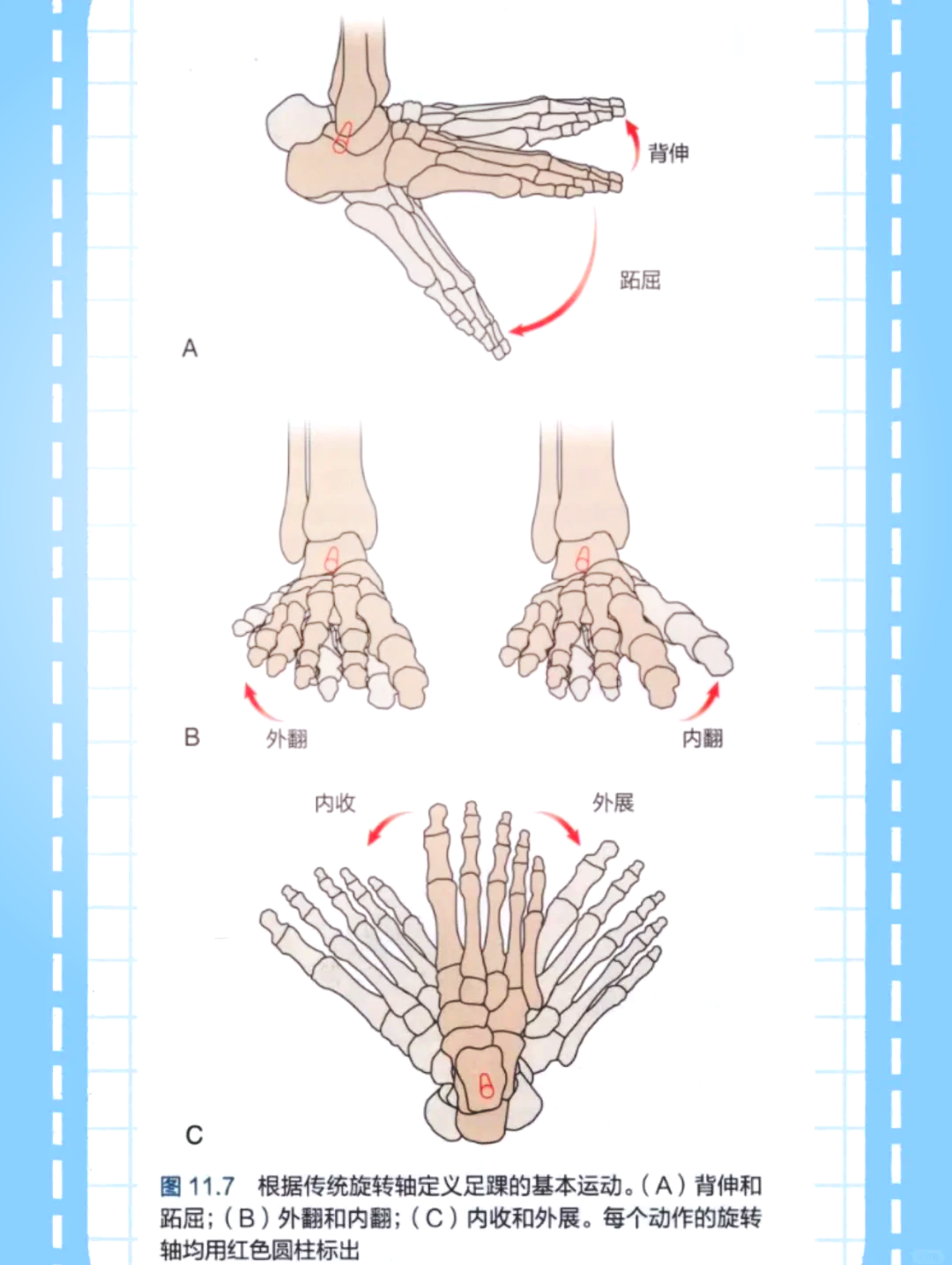 腕背屈角度图片