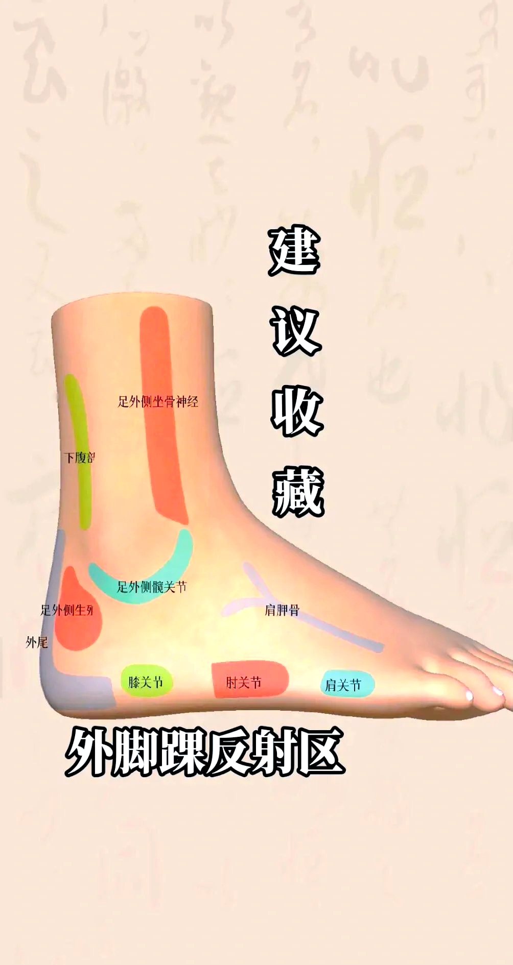 足部脑垂体的位置图图片