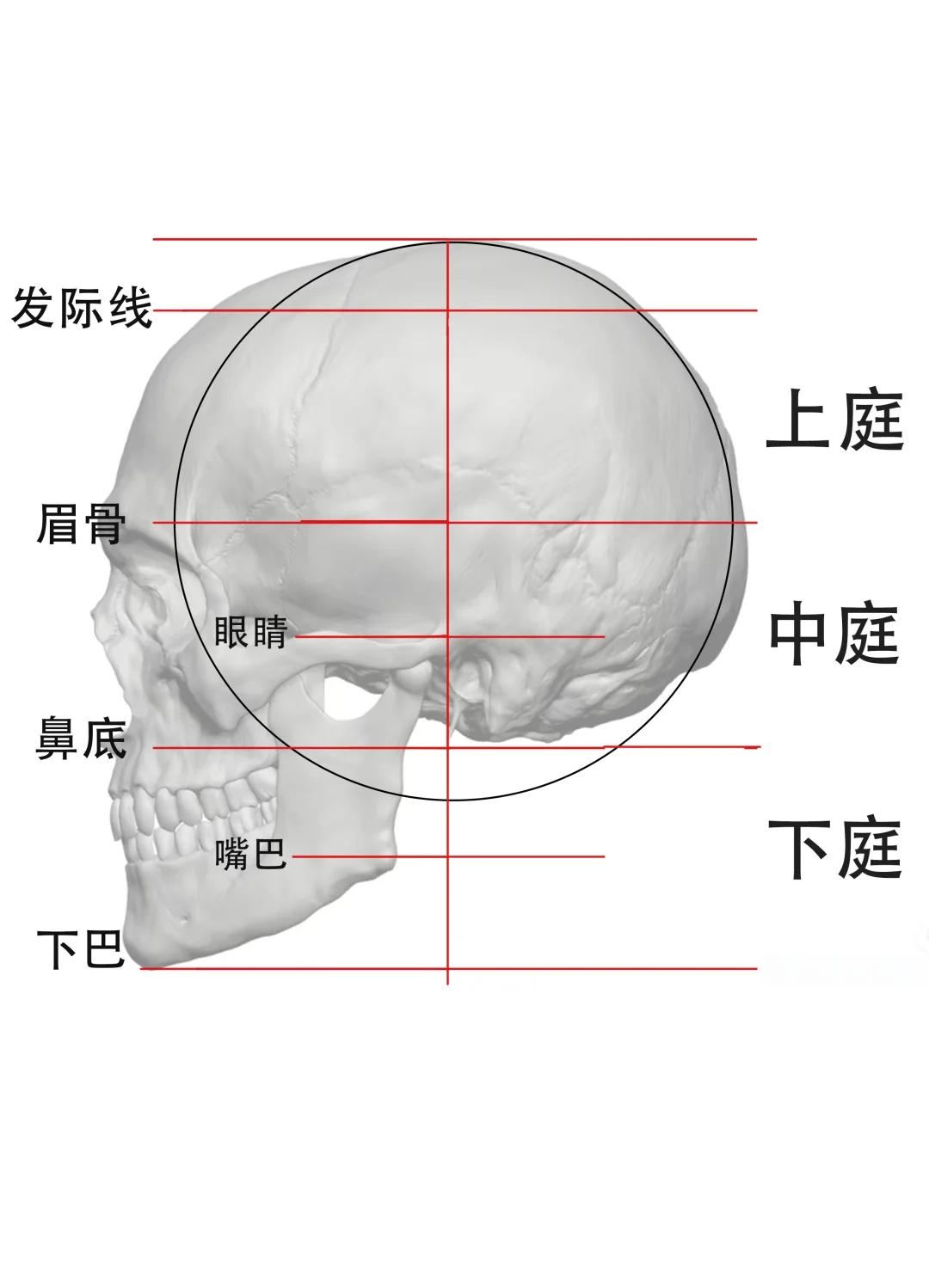 路米斯头部比例绘制指南�