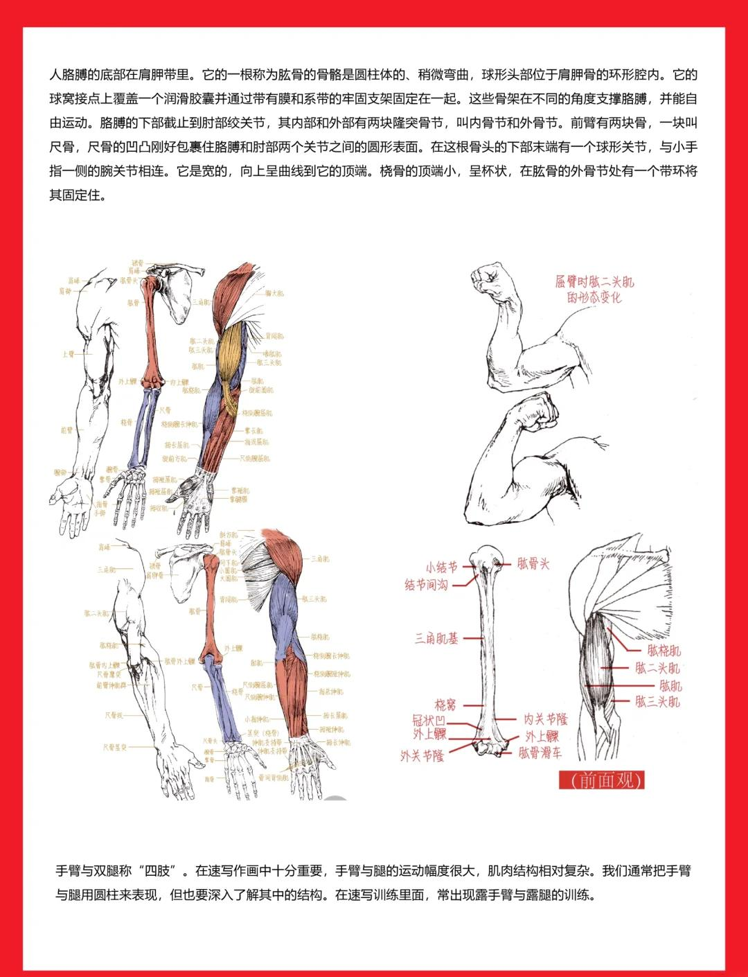 下手臂图片