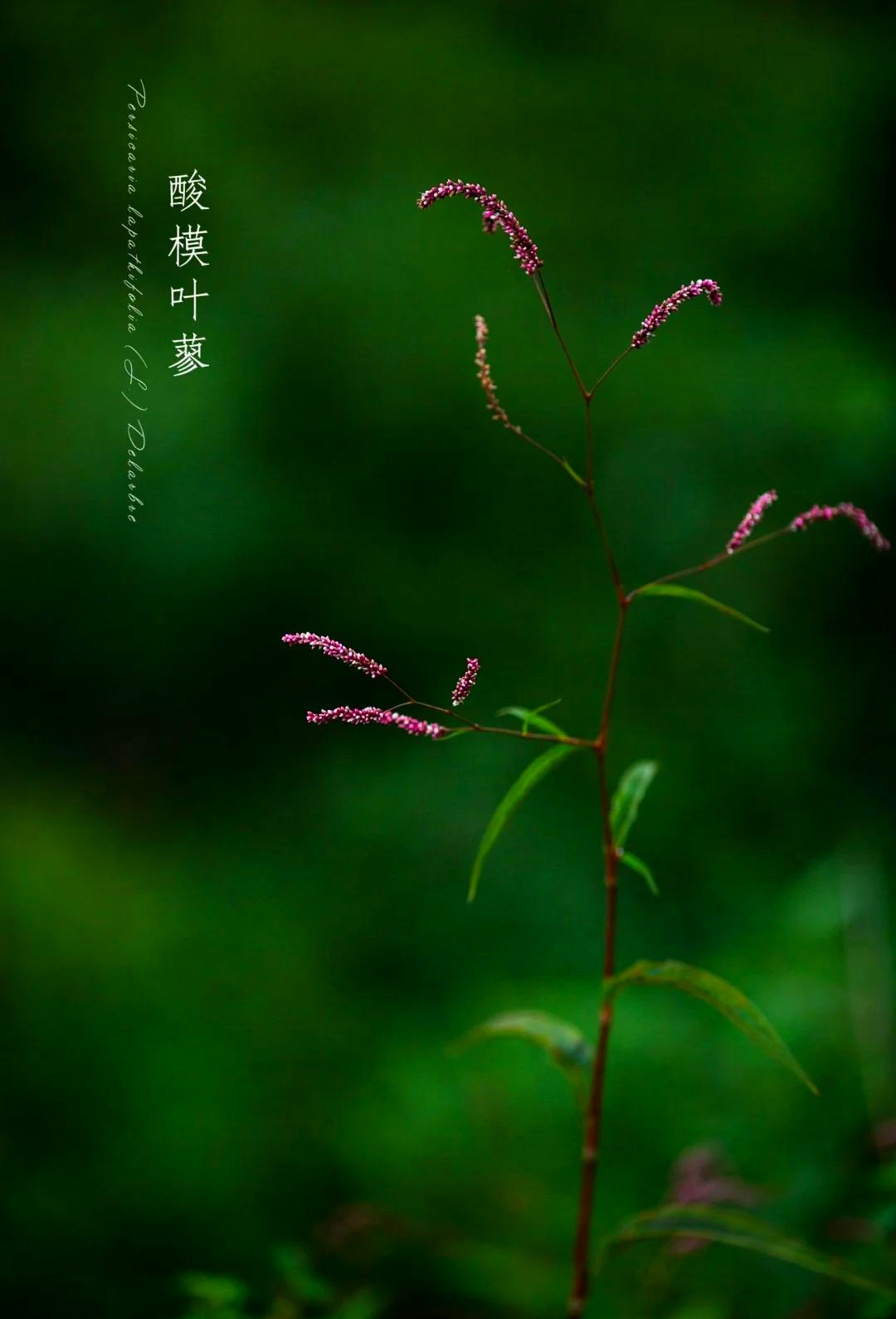 酸模叶蓼的功效图片