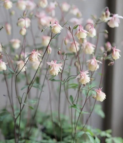 重瓣风铃草花苞发黄图片