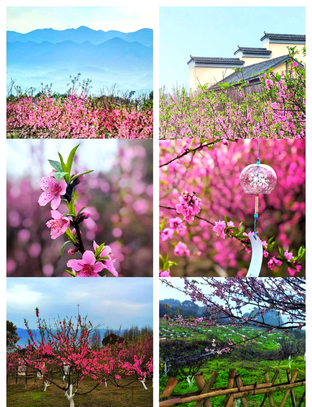 北碚康庄桃花图片