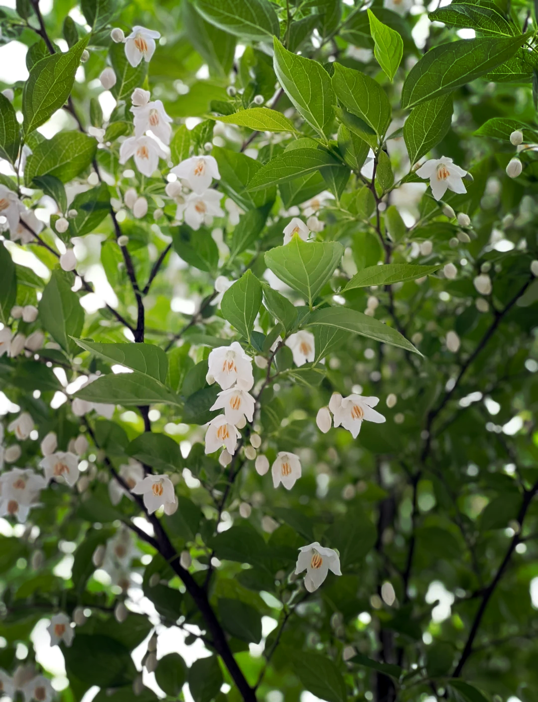 野茉莉图片和介绍图片