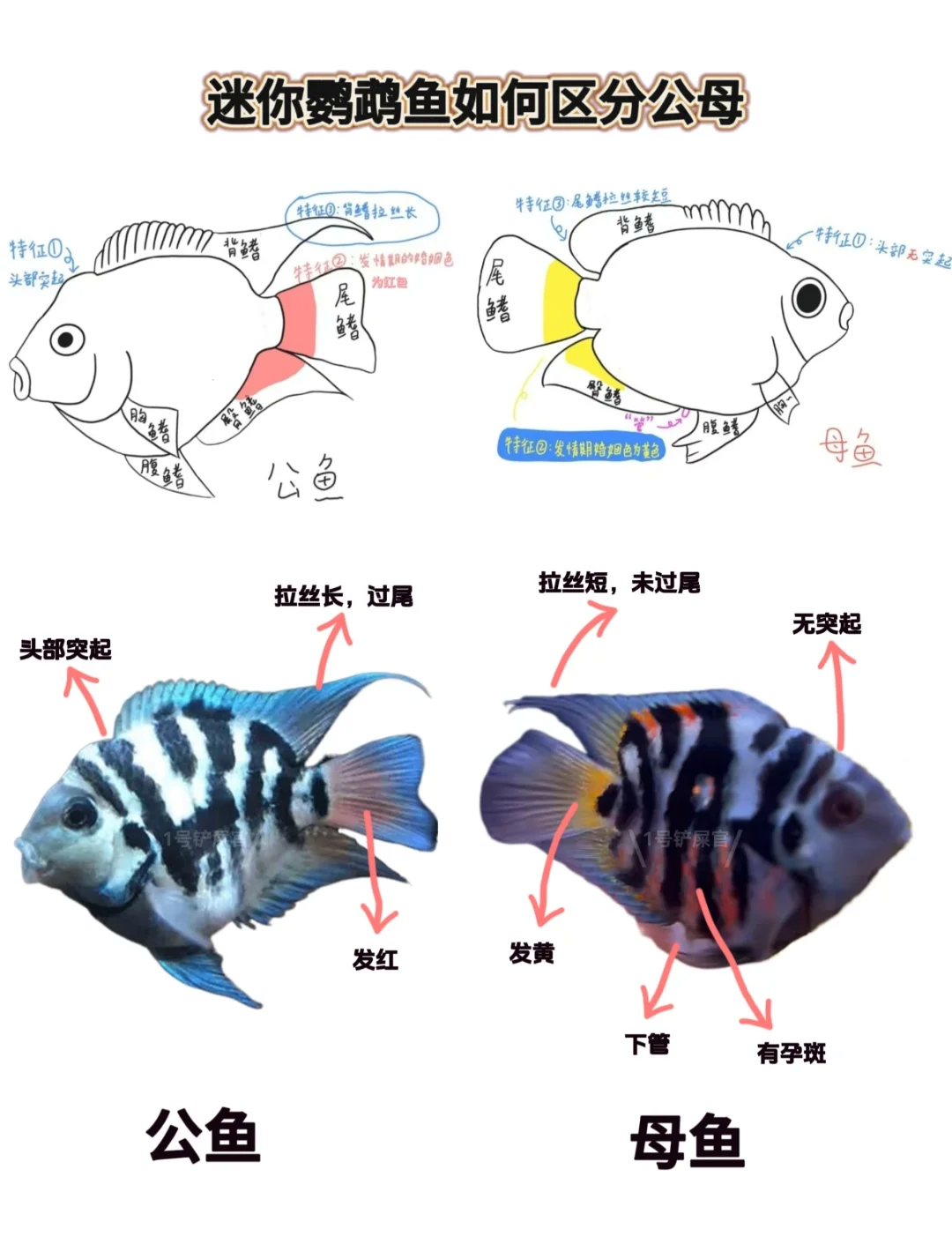迷你鹦鹉鱼分公母图解图片