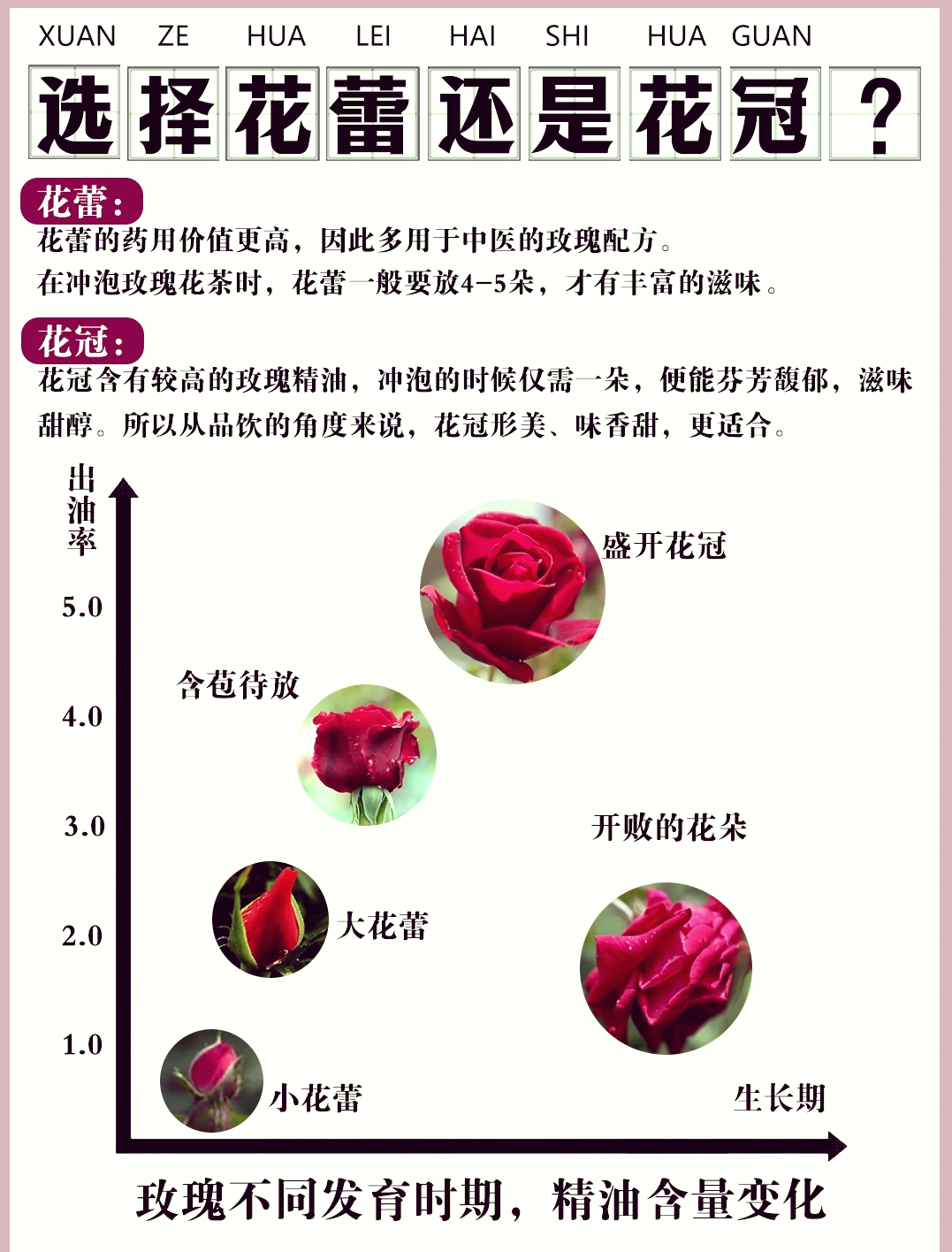 果汁玫瑰介绍图片