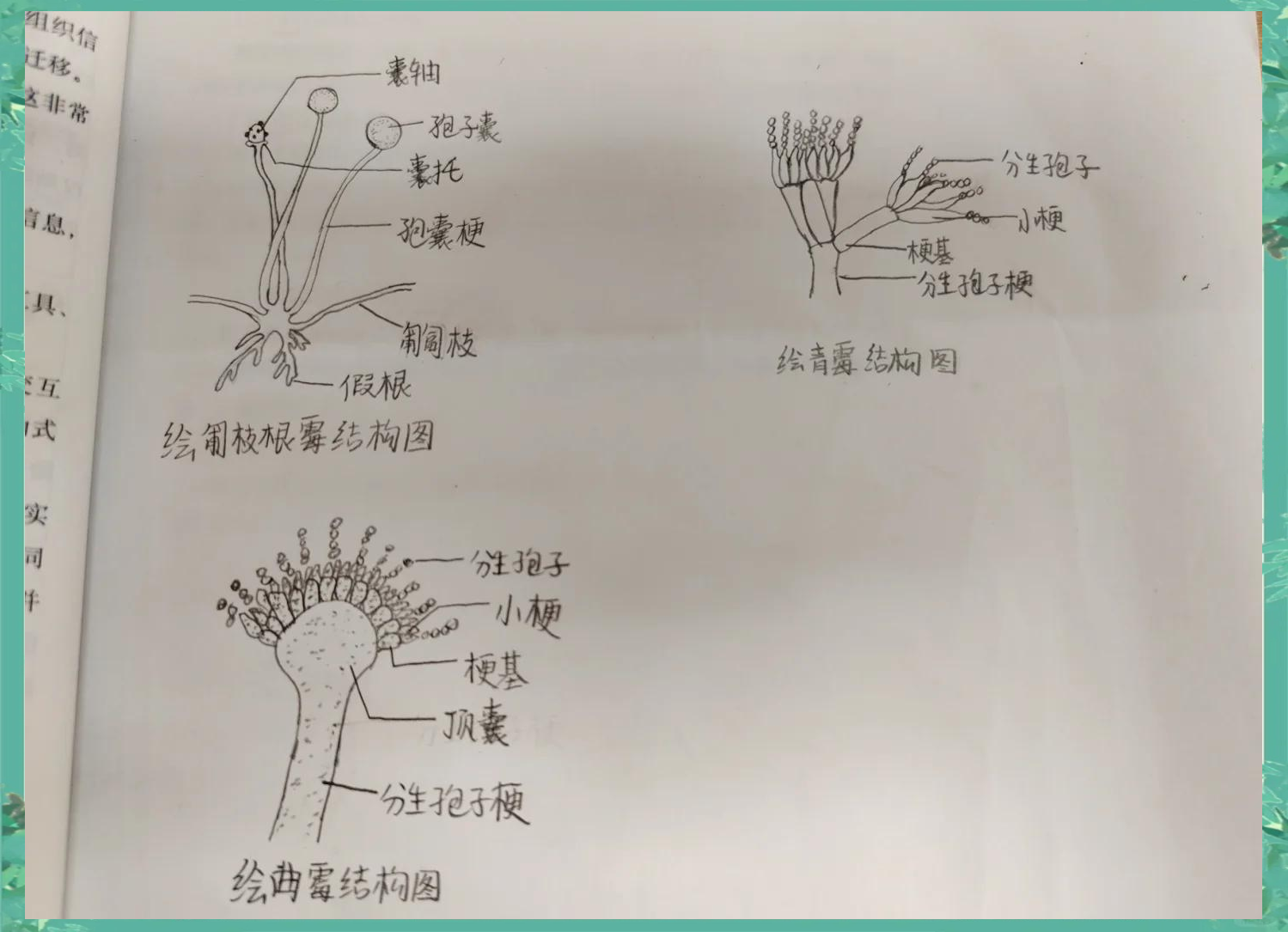 青霉的个体形态图图片