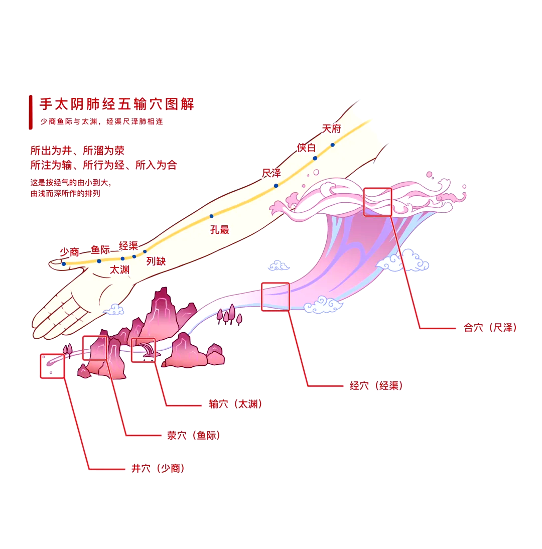 手太阴在哪个位置图片图片