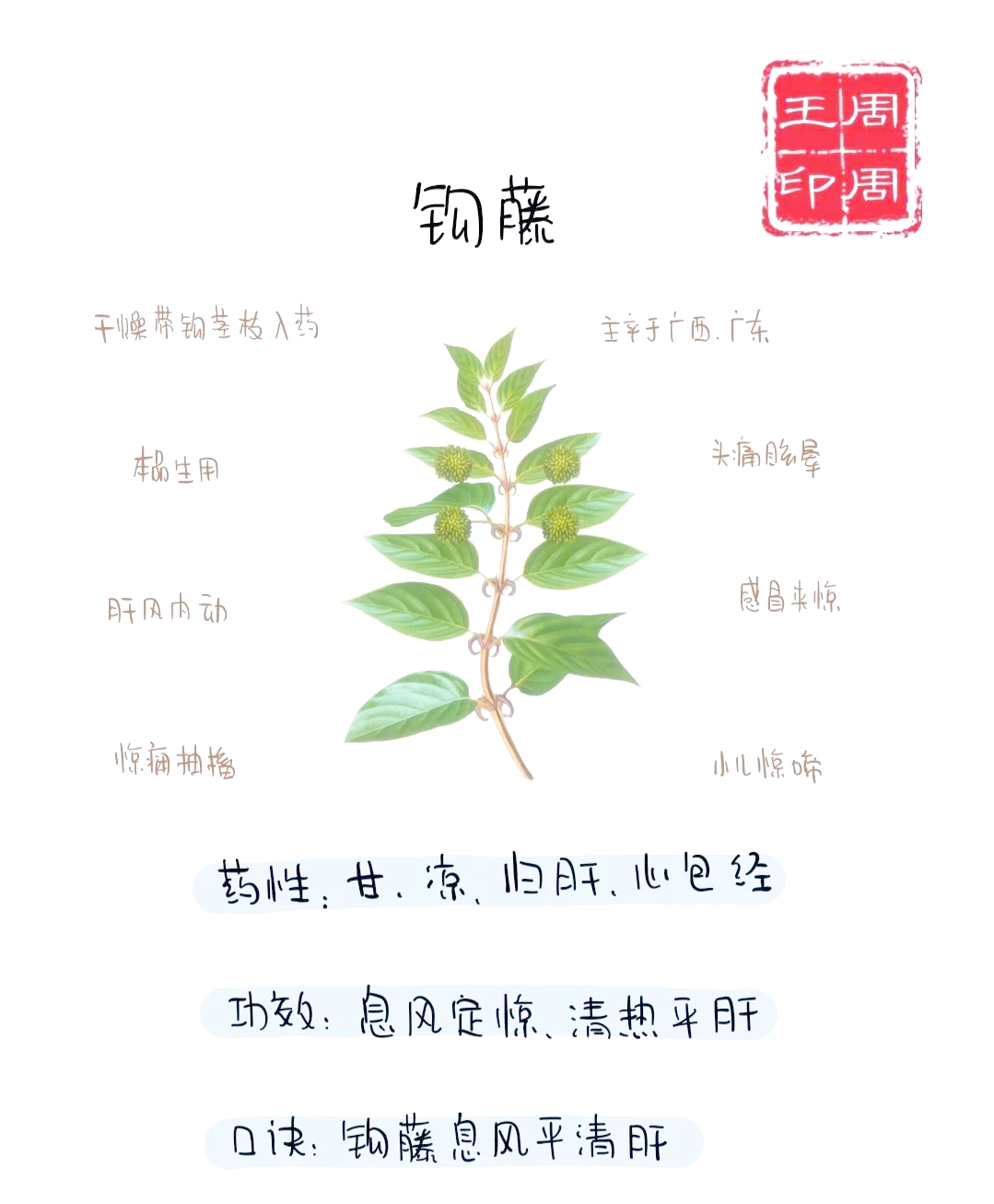 🌿中药学 钩藤的神奇功效🌿