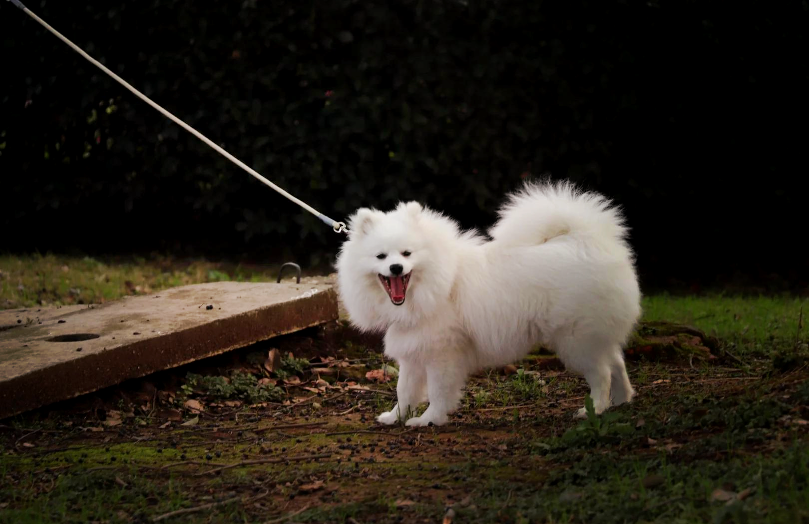 银狐犬美容造型图片