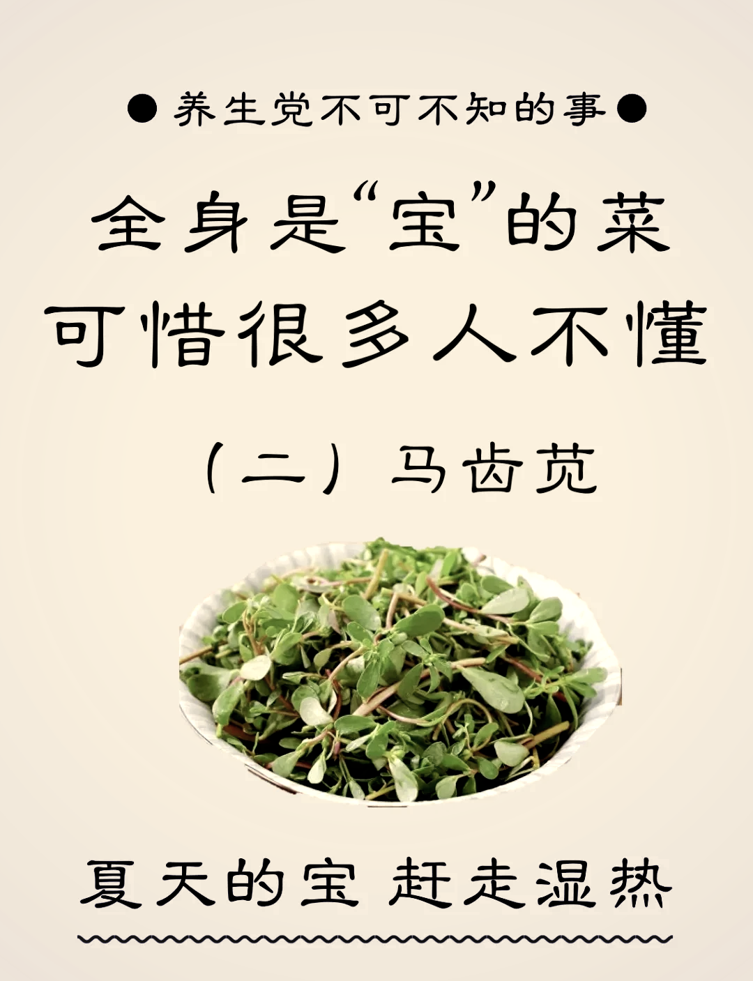 长寿菜的功效与作用图片