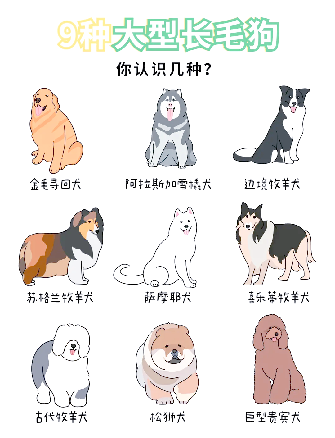 长毛狗名字图片