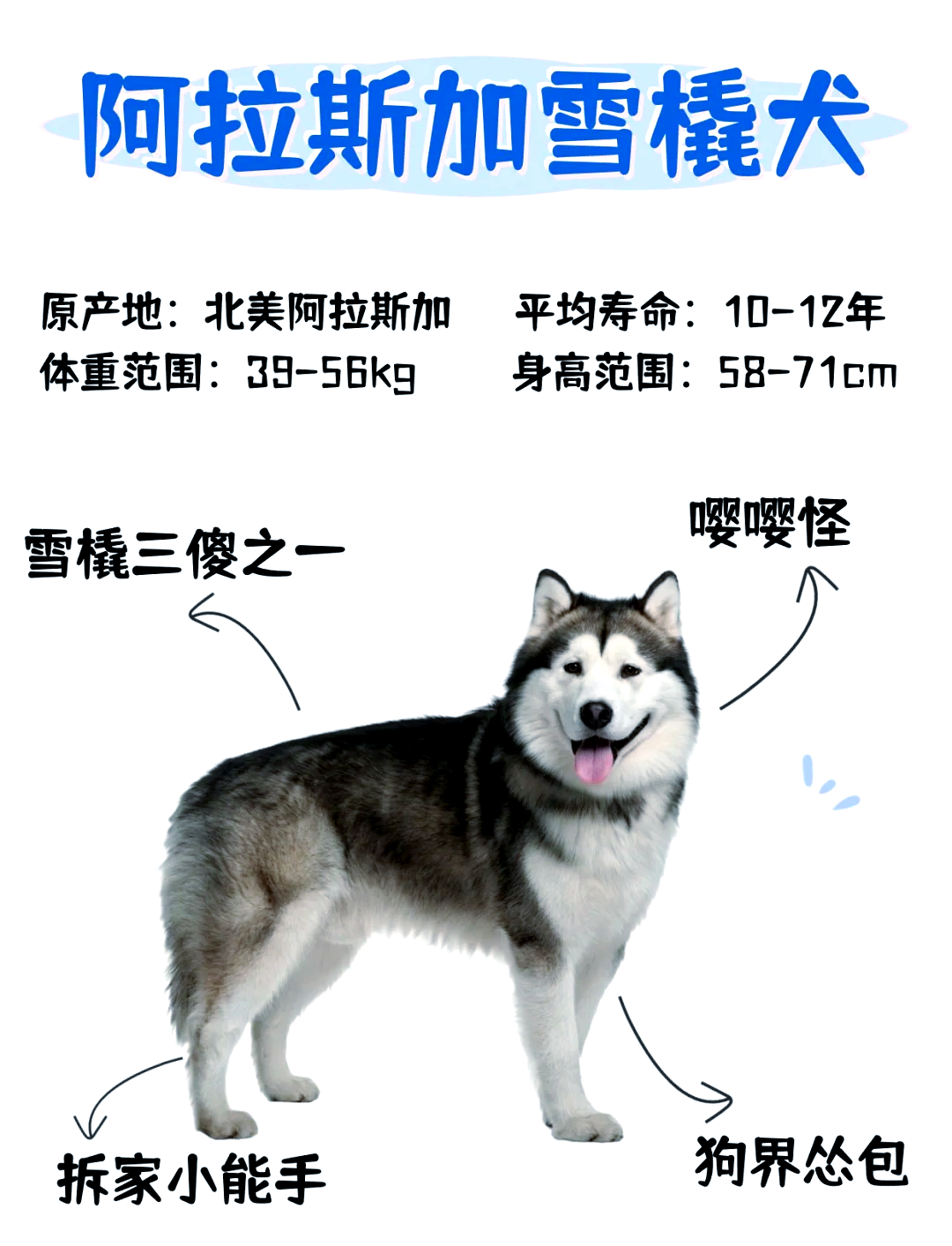 阿拉斯加犬智商图片