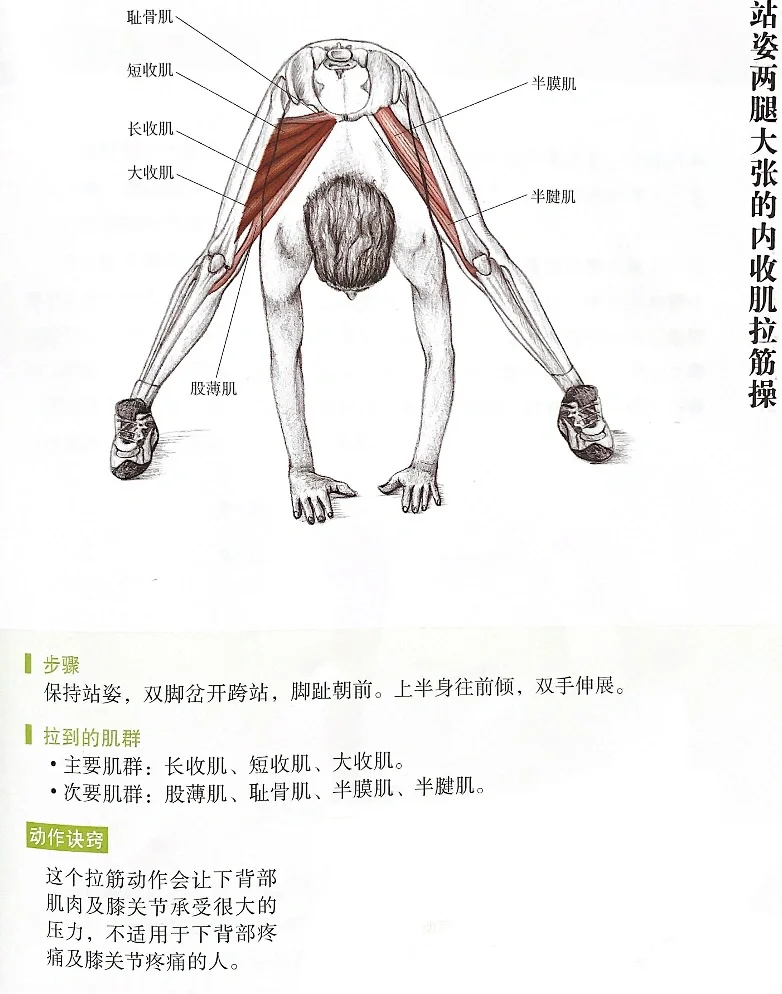 大腿内收肌拉伸图片