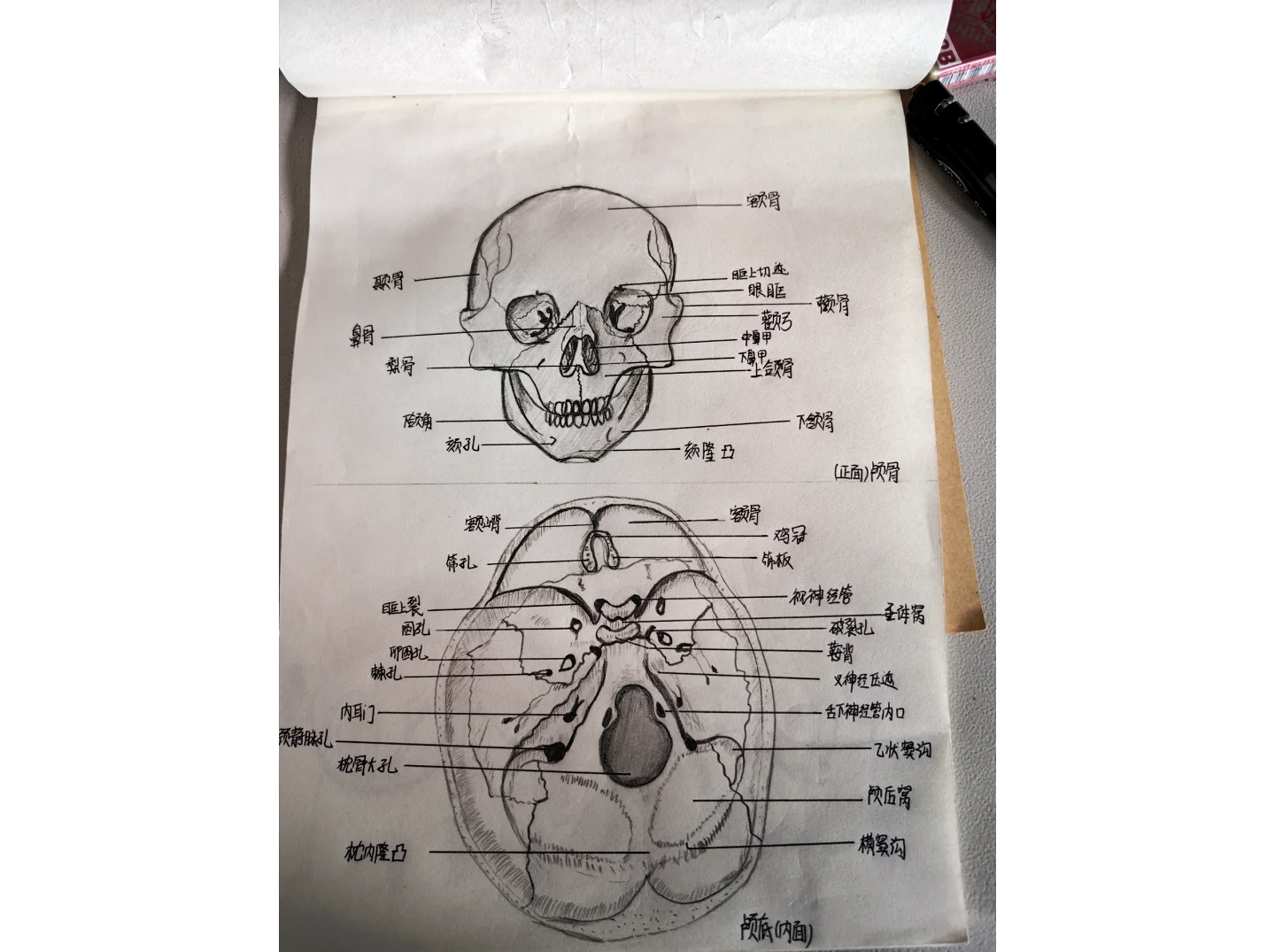 大脑半球外侧面素描图片