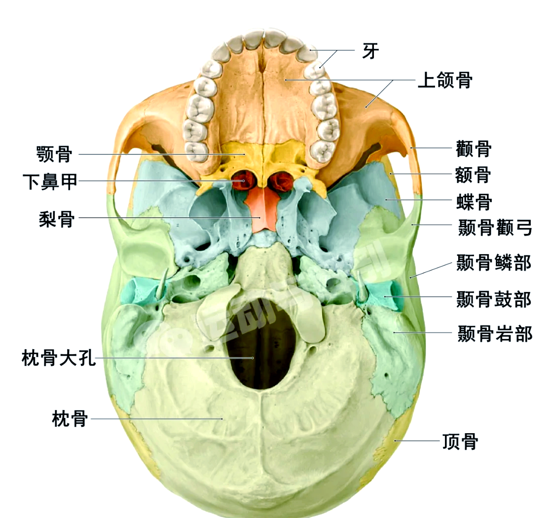 💀探索颅骨奥秘 精美解剖图集🧠