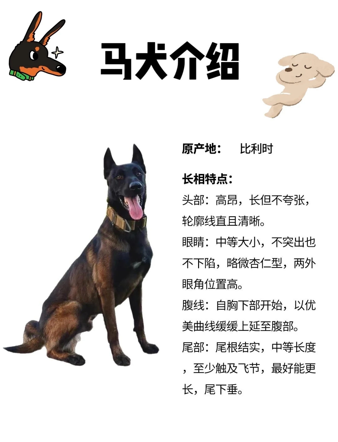 帕拉丁马犬简介图片