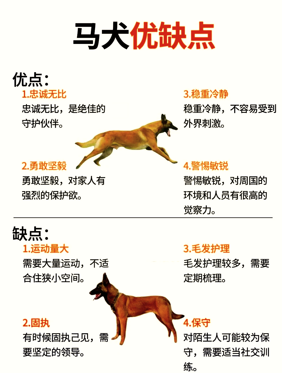 帕拉丁马犬简介图片