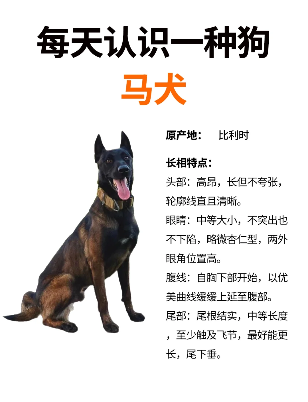 马犬是柯利犬图片