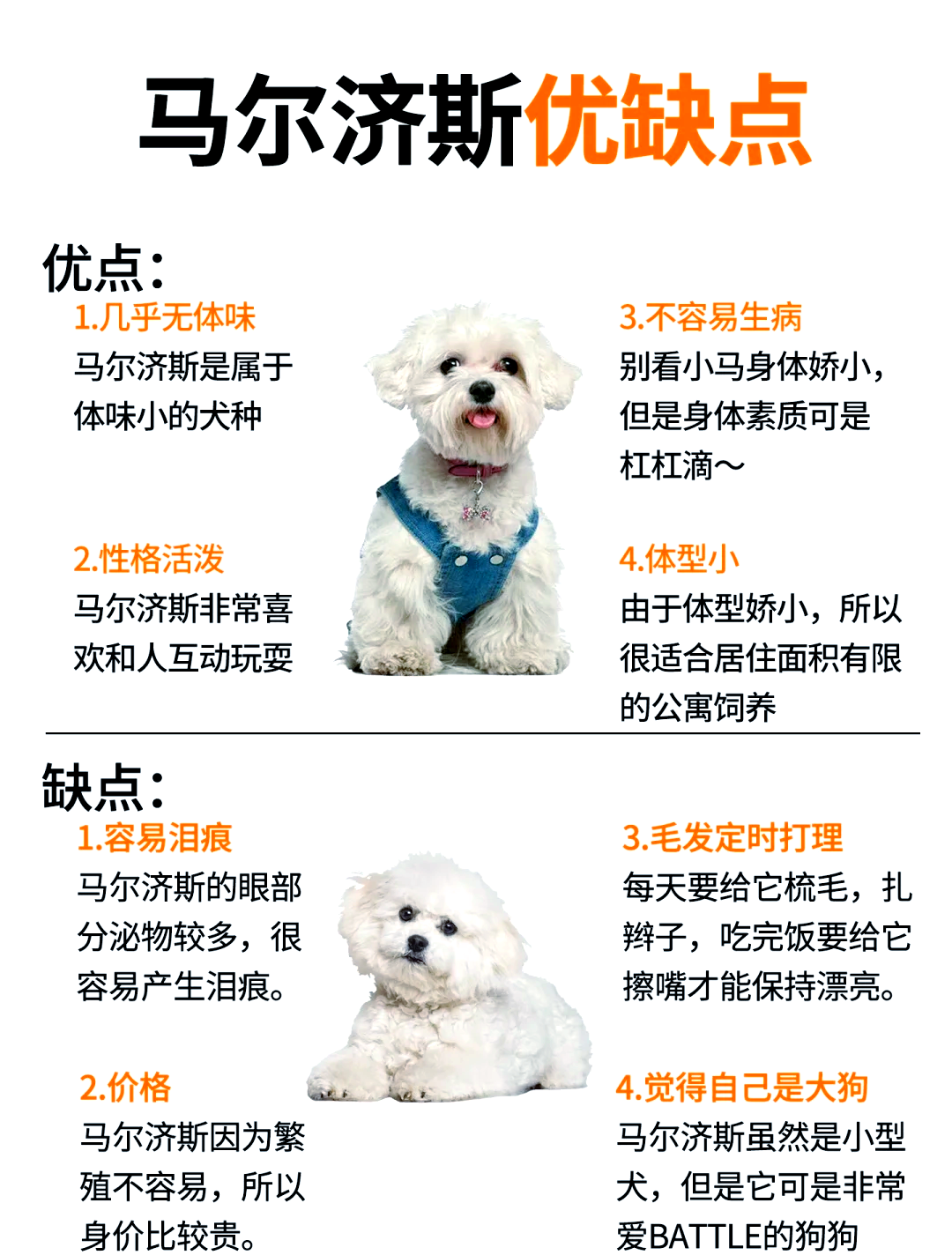 马尔济斯犬寿命图片