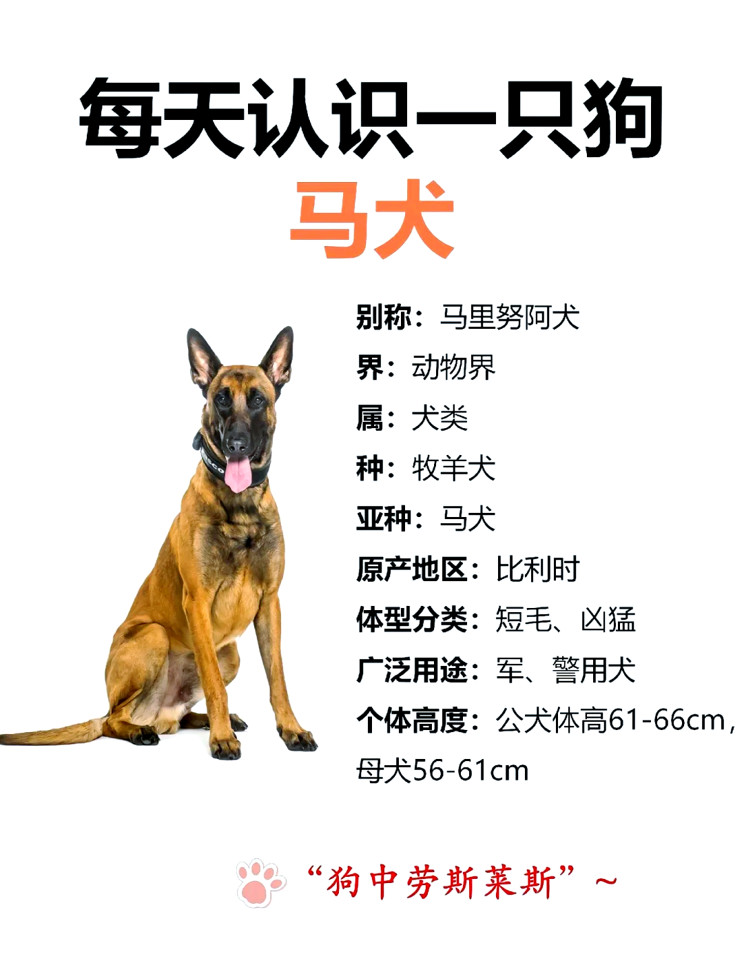 马犬杜克简介图片