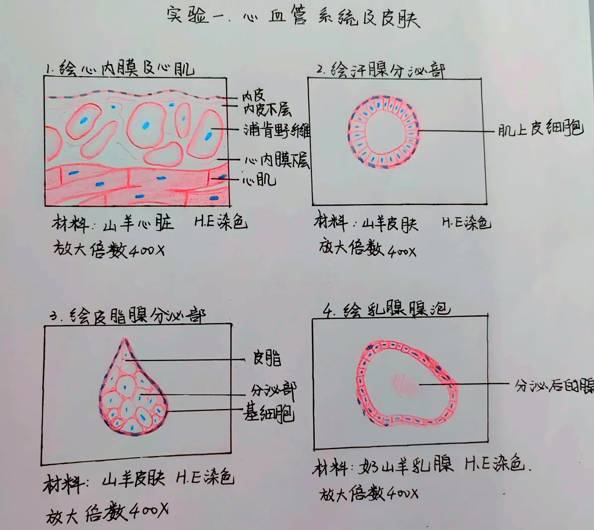 土豆淀粉粒显微图手绘图片