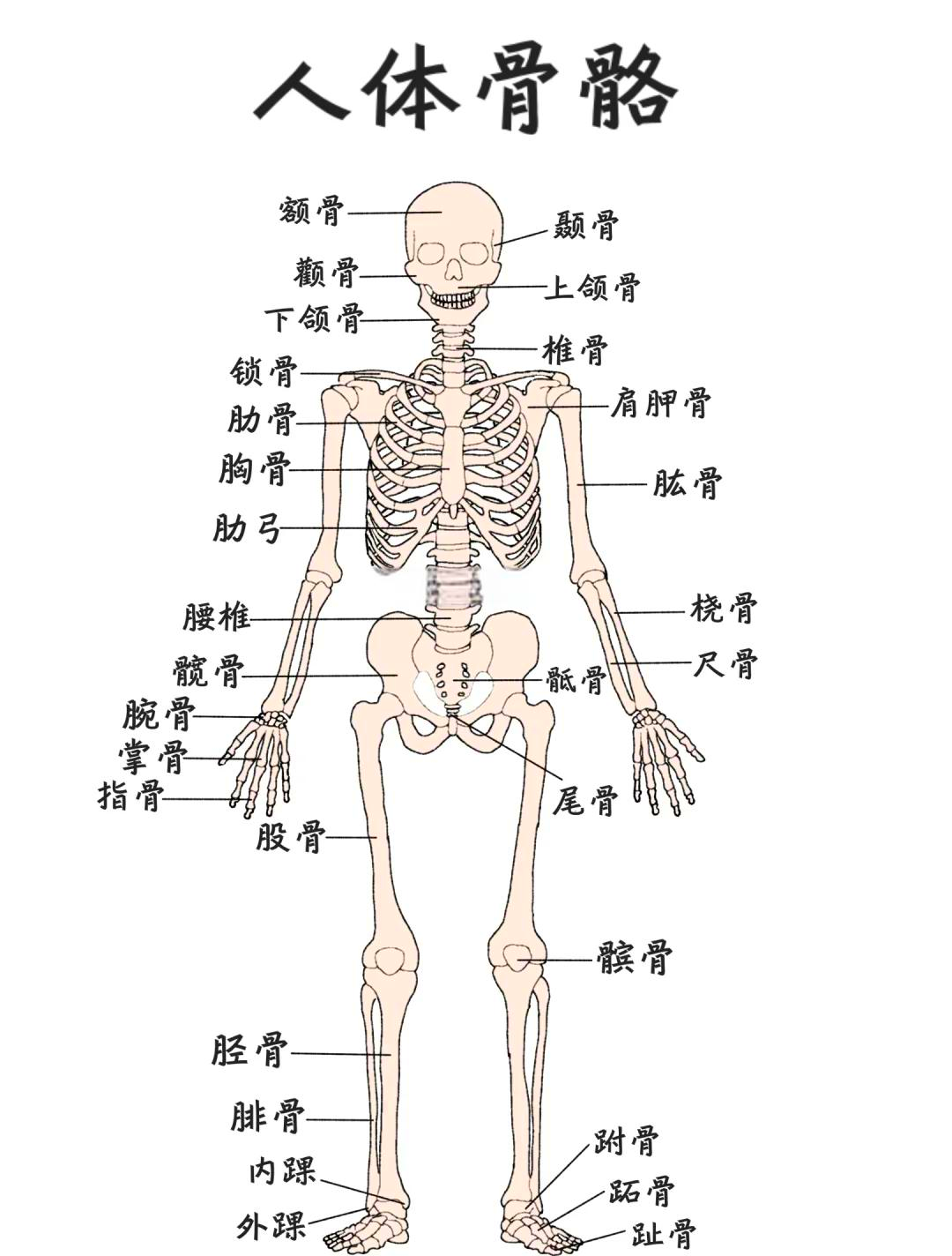 92医学生必备 人体骨骼全解析04