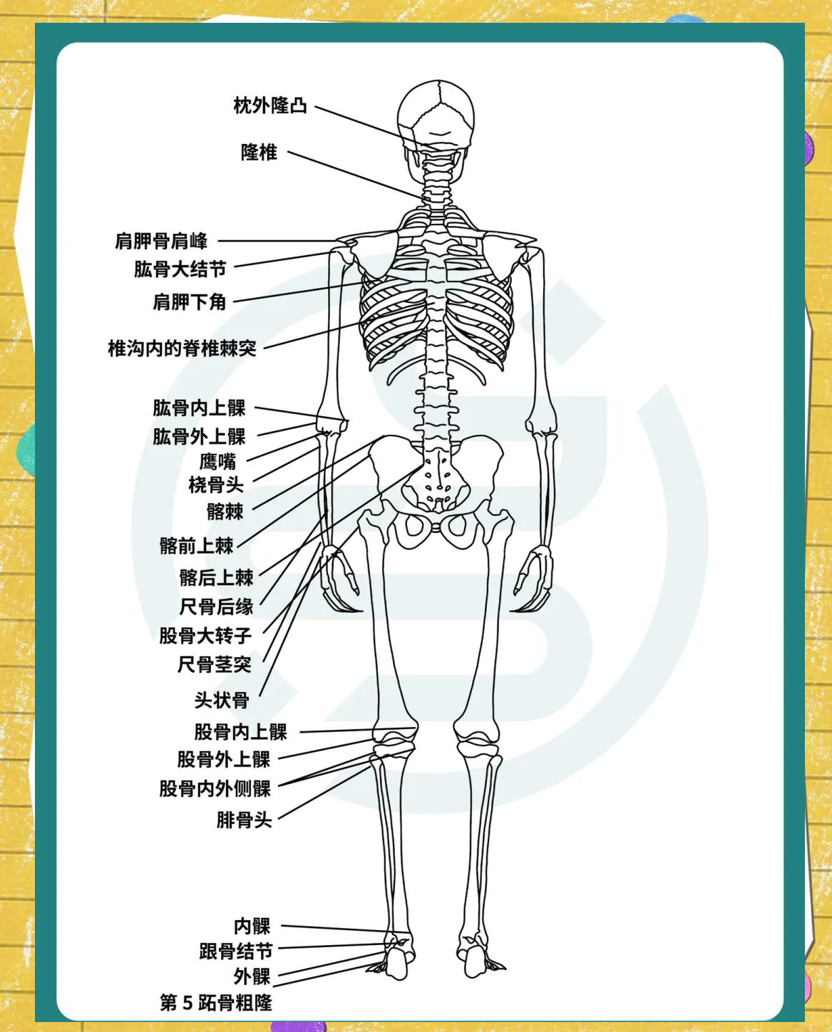 骨学的知识框架图图片