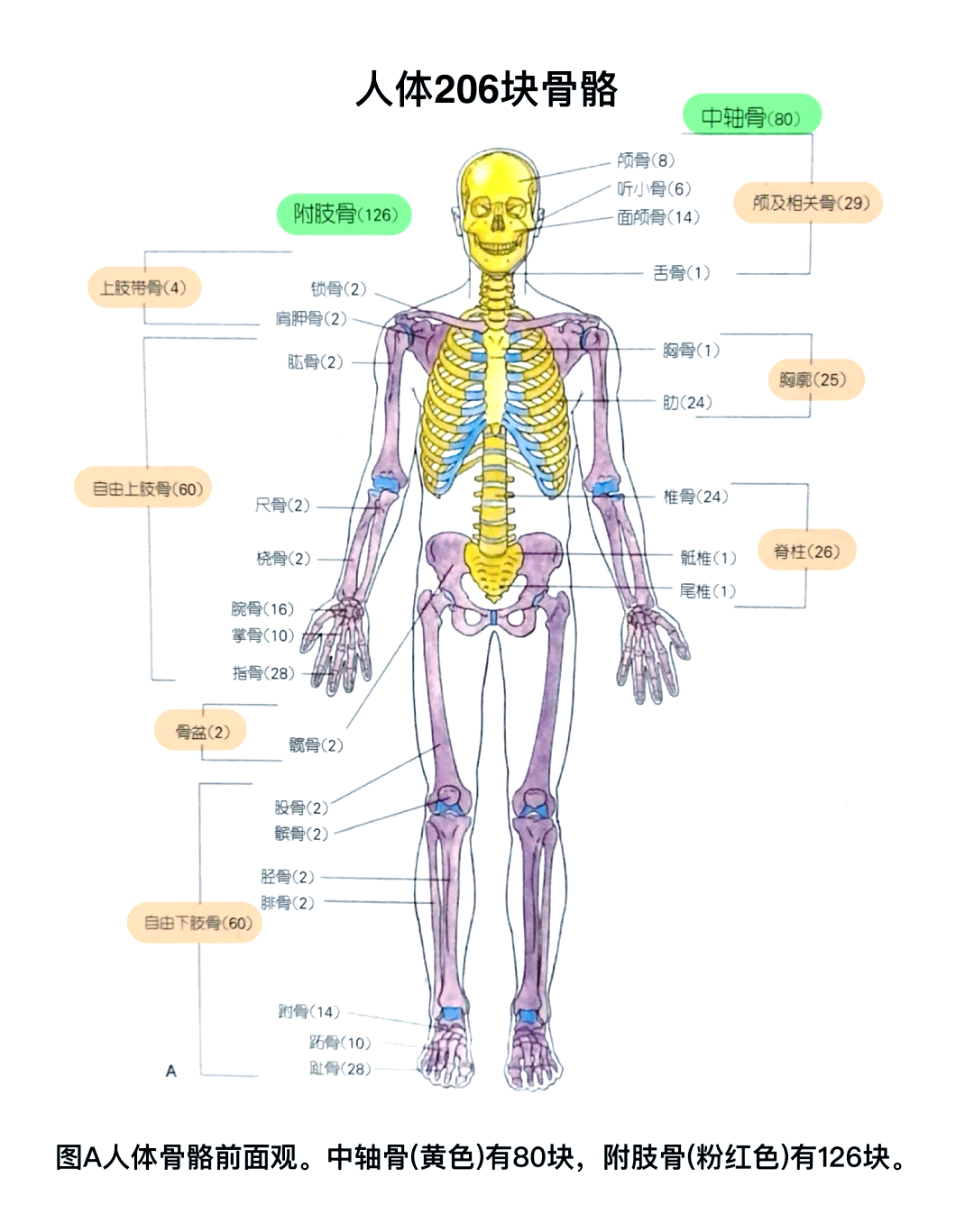 🦴探索人体206块骨骼的奥秘🔍