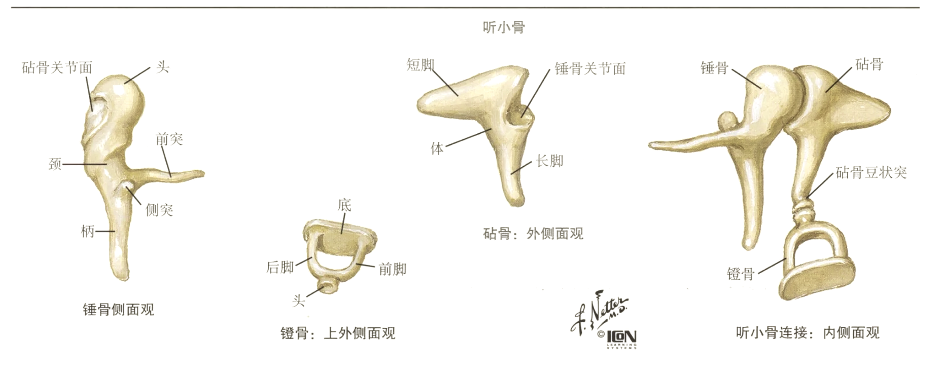 听小骨的作用图片