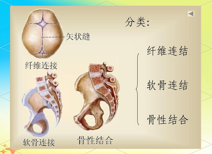 骨连接揭秘 关节到滑膜全解析