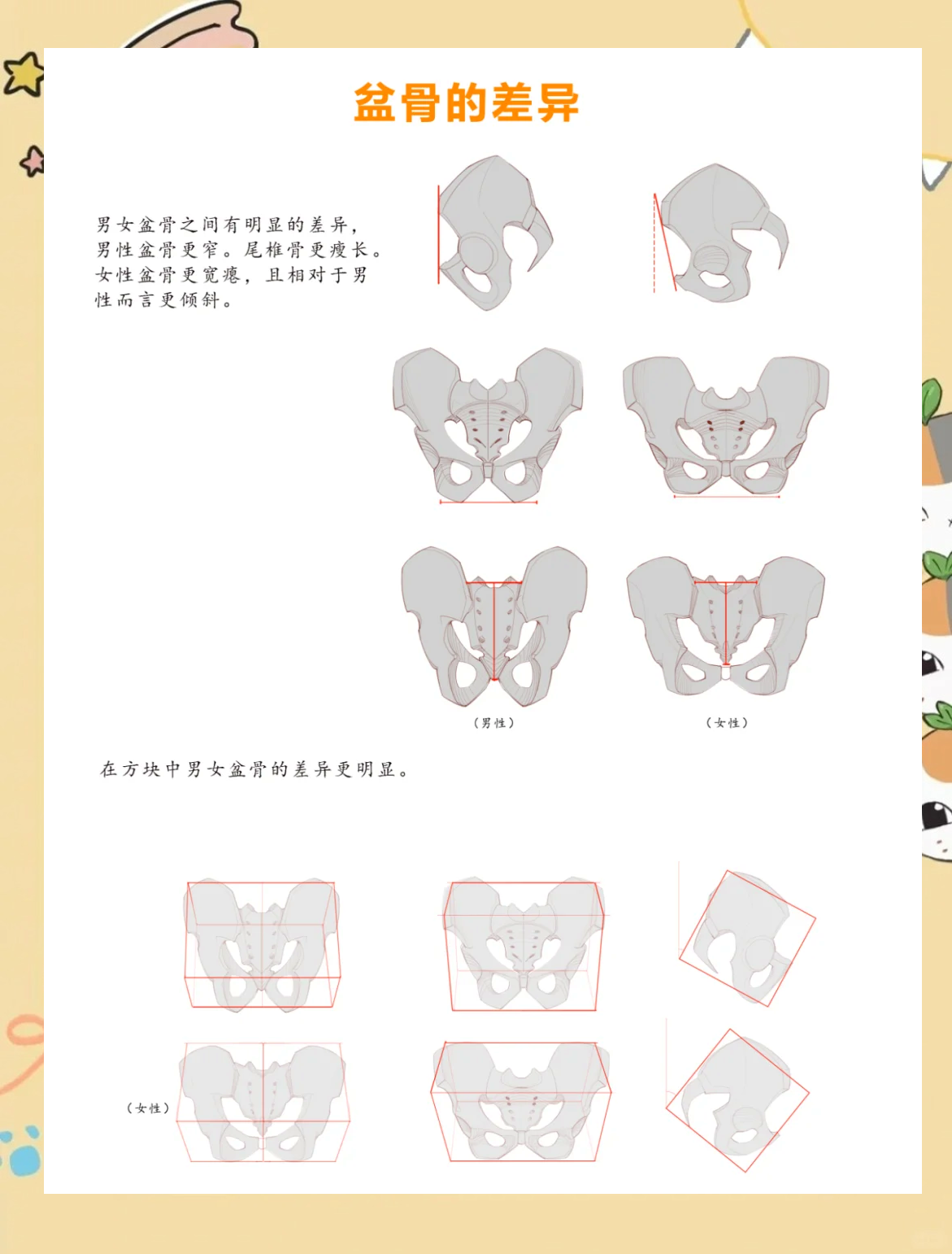 女性胯部画法图片