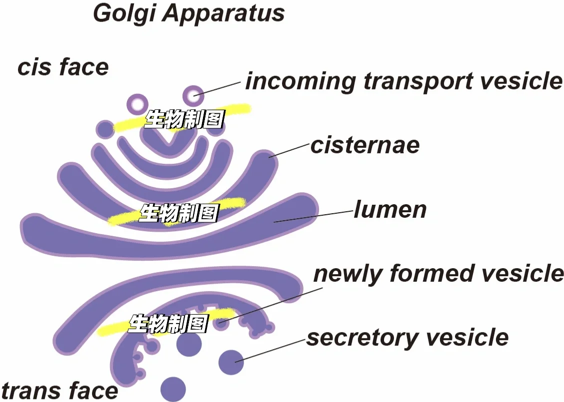 高尔基体的结构示意图图片