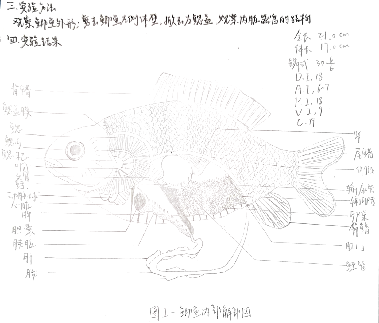 鲫鱼头部解剖图图片