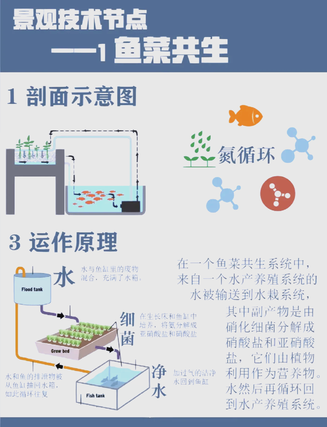 简易鱼菜共生系统图片