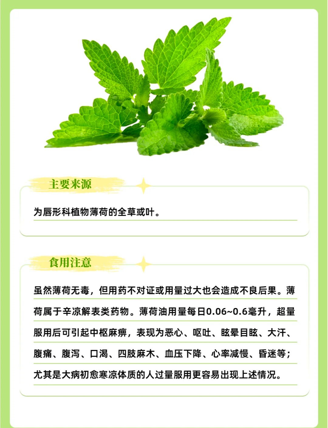 薄荷菜 食用方法图片