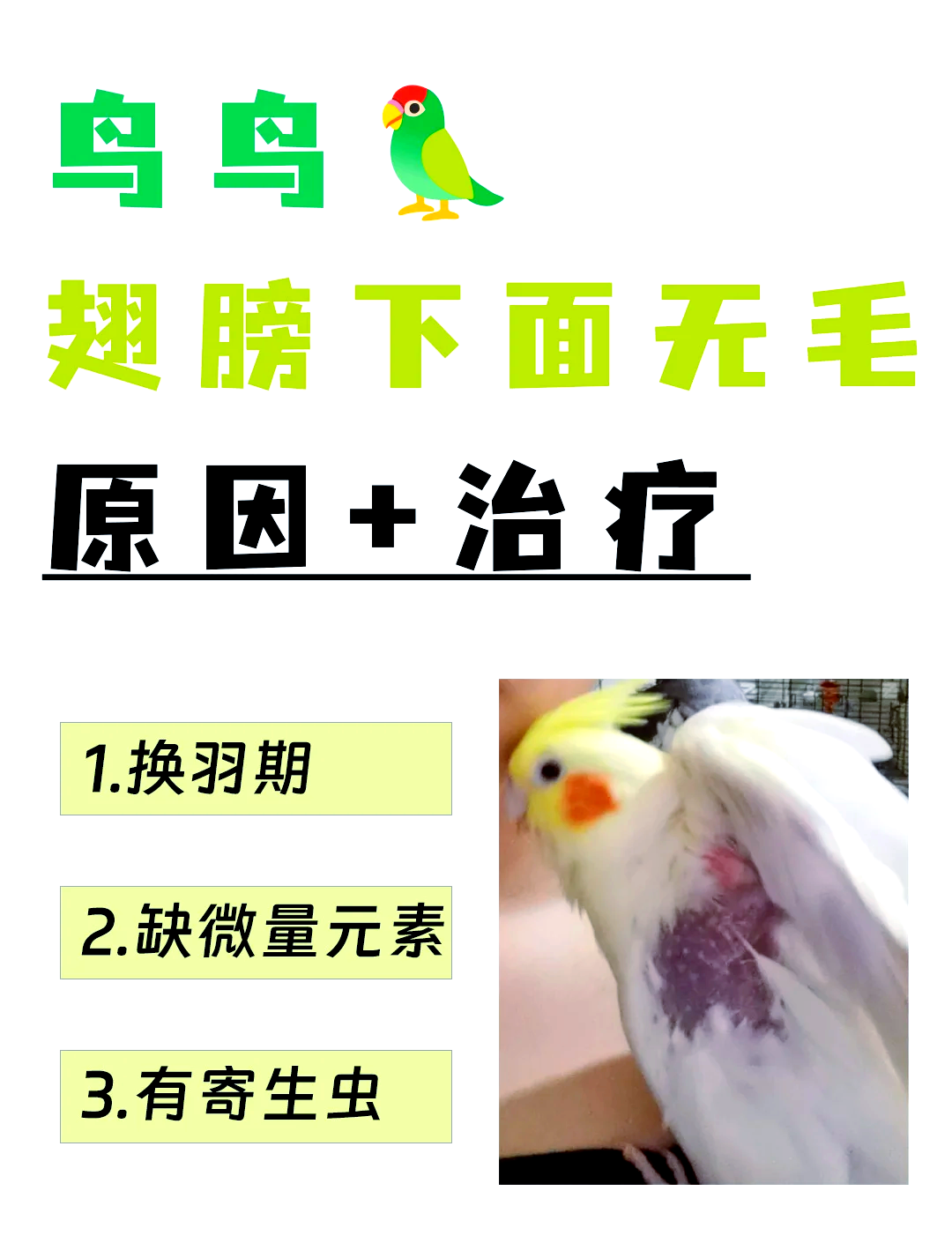 鹦鹉断尾无法再生图片