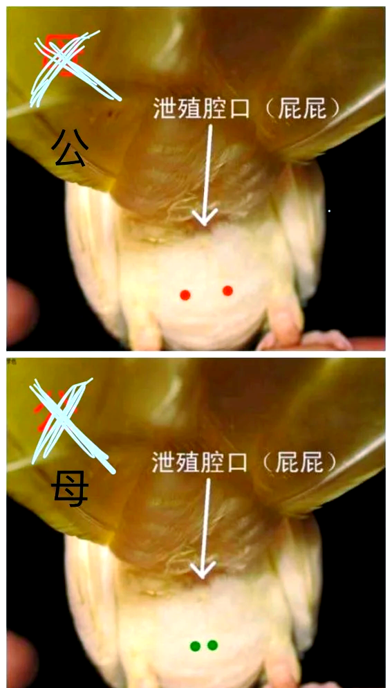 小太阳鹦鹉怎么分公母图片