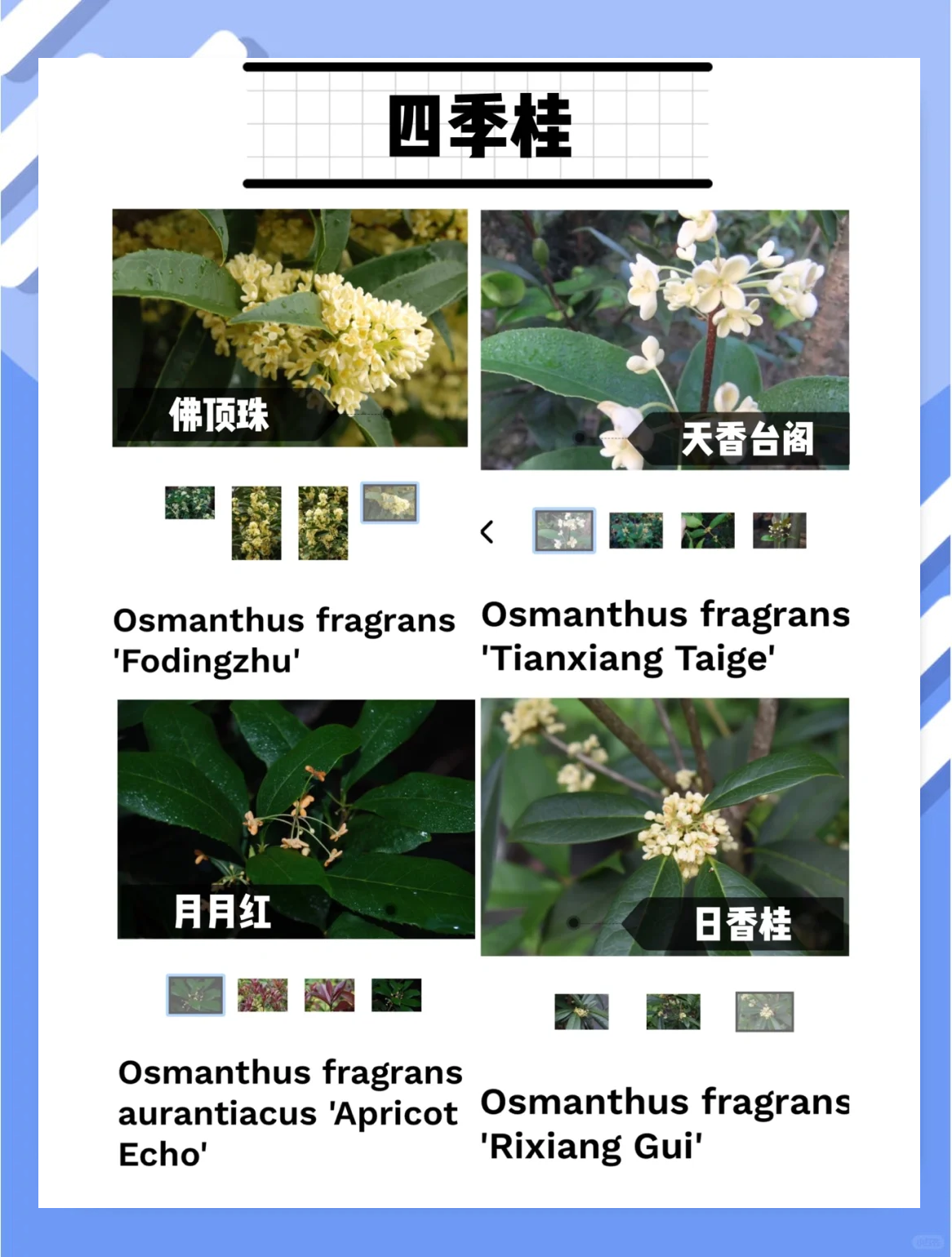 桂花种类区别图片说明图片