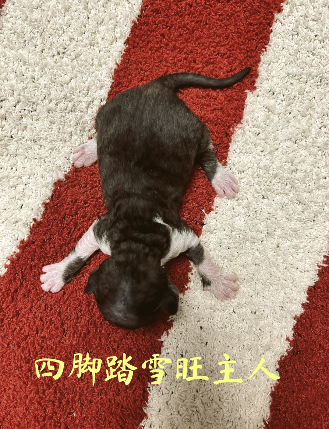 四蹄踏雪猫 四脚图片