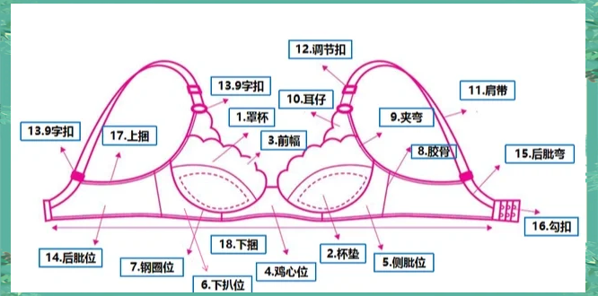 文胸组成图图片