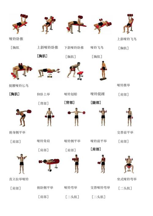 练小臂肌肉的动作哑铃图片