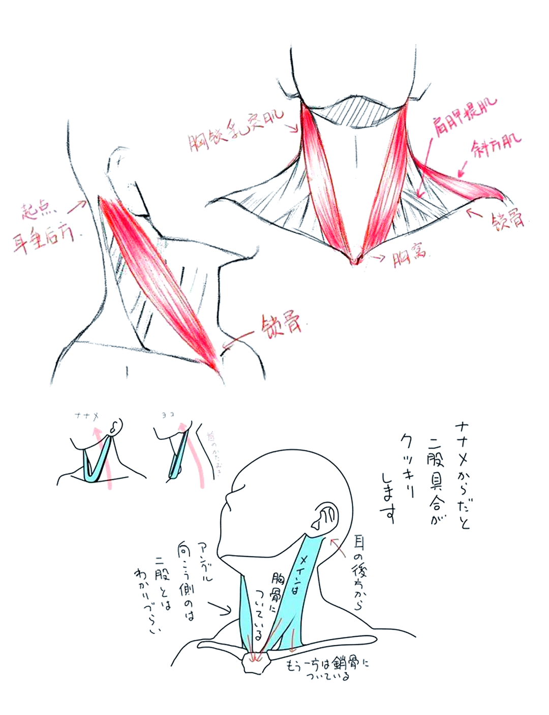 素描脖子的画法初学者图片