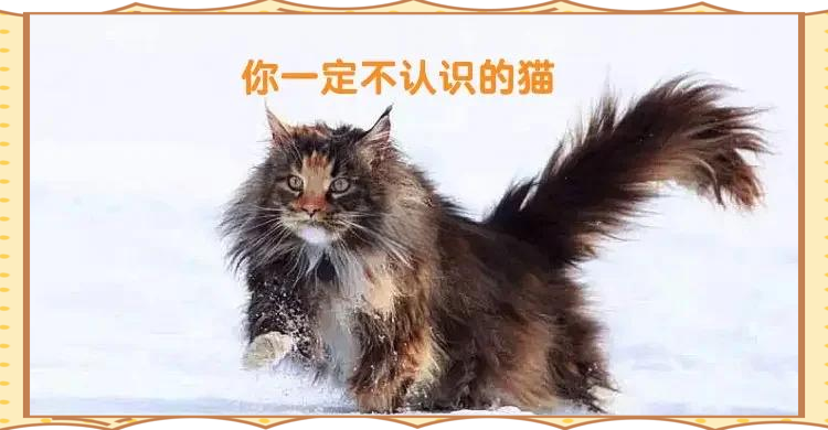 长毛猫缅因图片