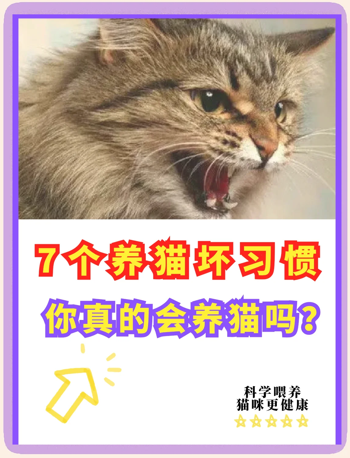 �新手养猫必看!7个常见错误行为