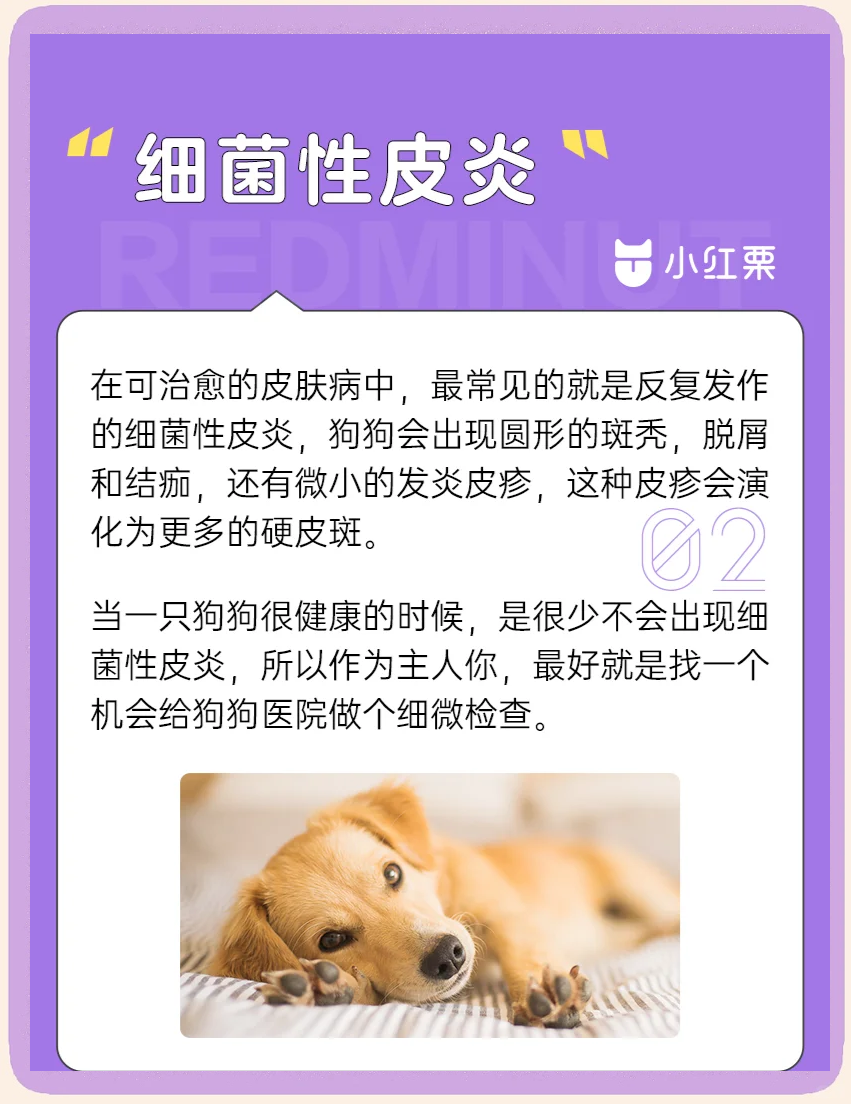 狗狗常见皮肤病及防治指南