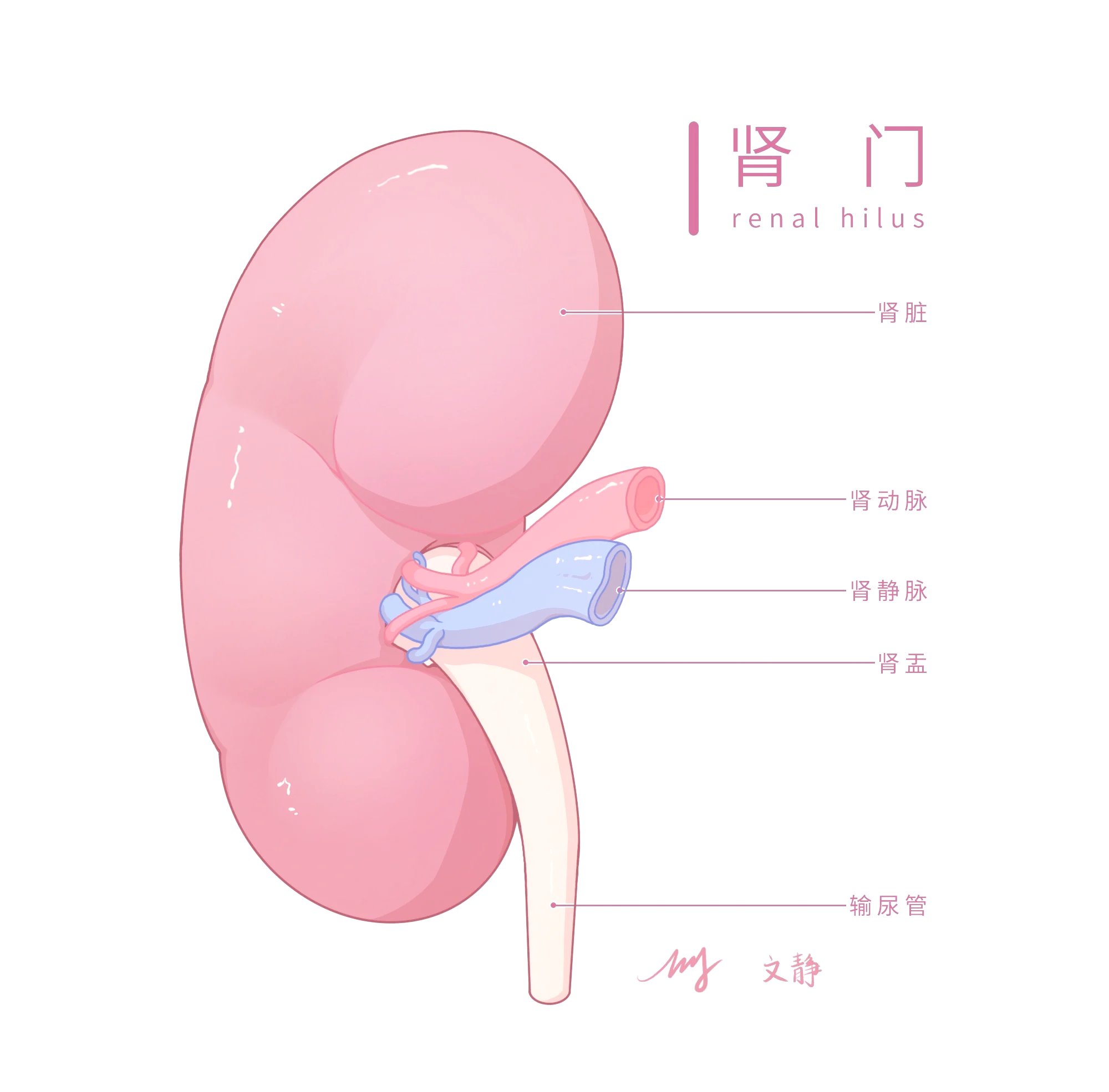 🎨医学插画学习心得分享