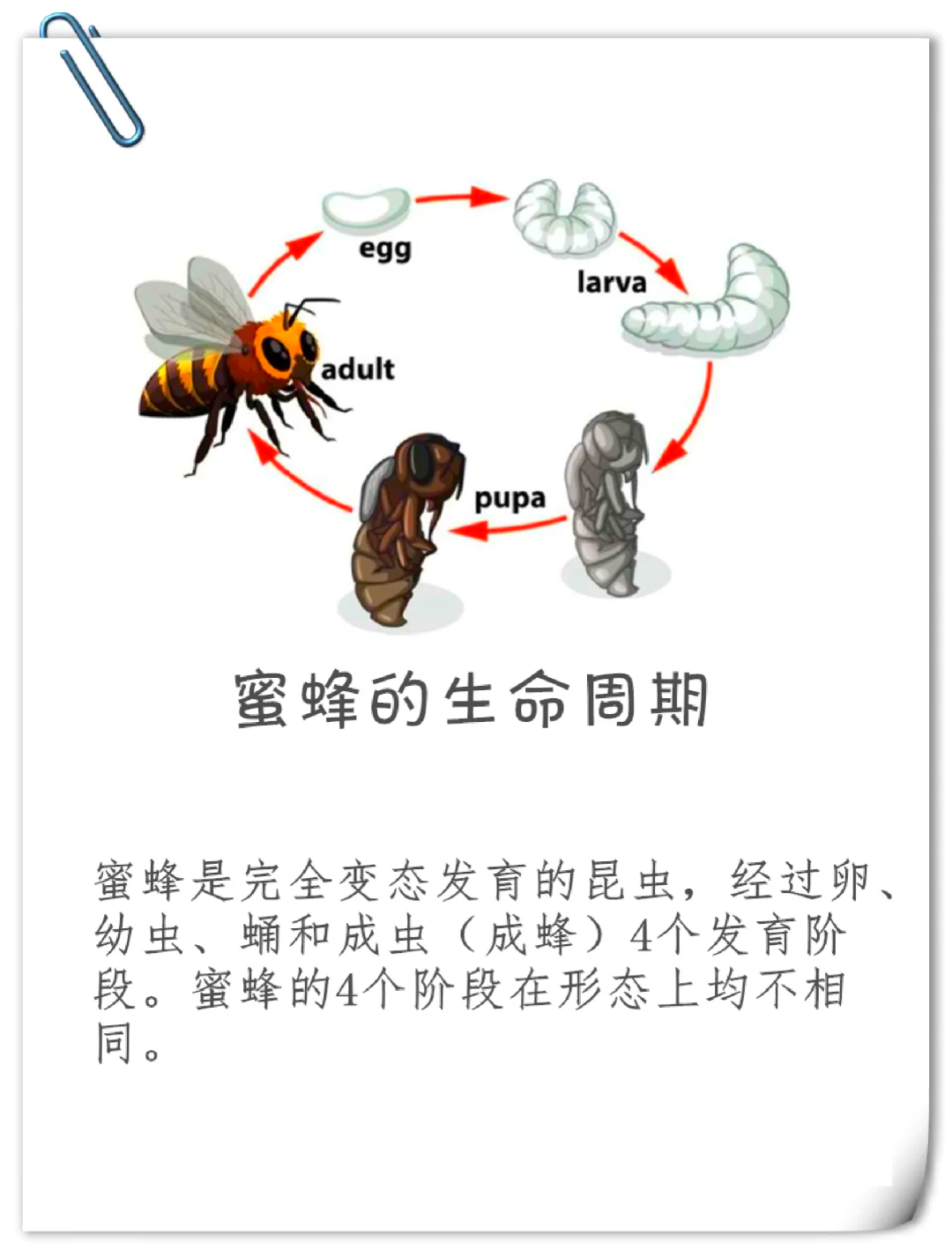 蜜蜂的身体结构和器官图片